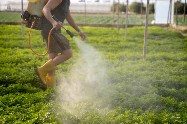 Best Ant Control Services  in Derma, MS