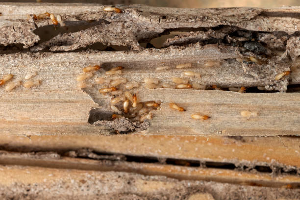 Pest Control for Restaurants in Derma, MS