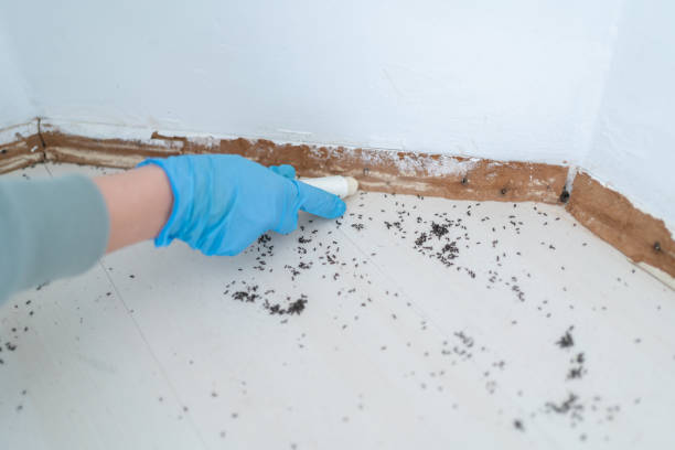 Best Rat Extermination Near Me  in Derma, MS
